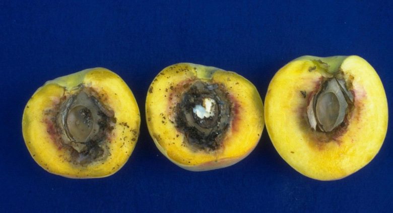 повреждение плодов персика