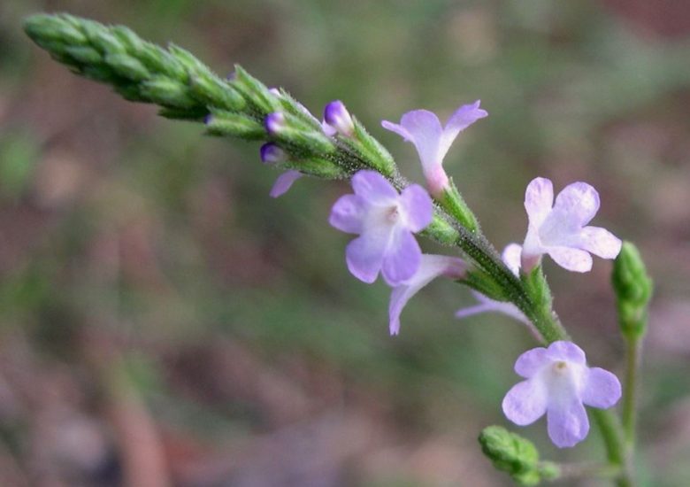 Verbena officinalis flower
