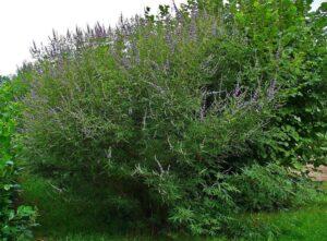 贞洁树 (Vitex agnus castus)。 园林栽培、特性和用途