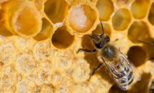 Royal jelly.  Production, benefits and uses
