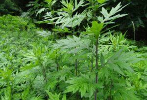 Artemisia vulgaris, ciri lan sifat mugwort sing paling umum