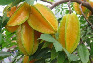 Averrhoa carambola, how to grow the star-shaped fruit