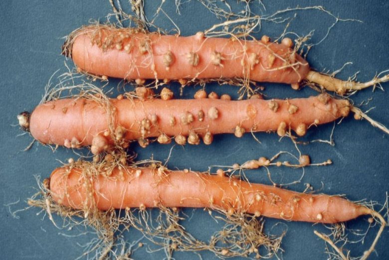 Carrots affected by roundworms