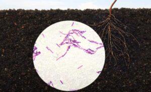 枯草芽孢杆菌，在农业中用于预防真菌疾病