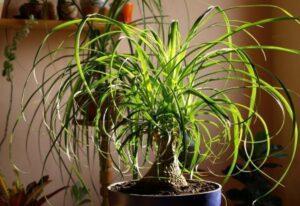 Beaucarnea recurvata, wie man die rauchfressende Pflanze züchtet