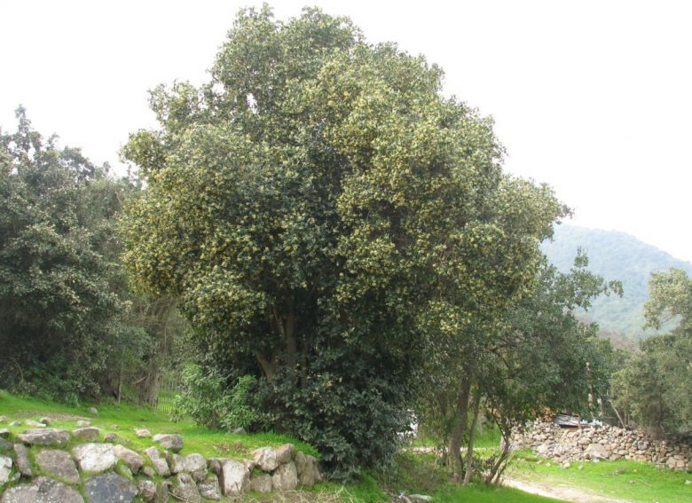Boldo tree