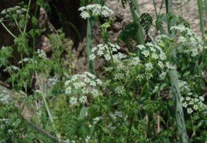 Hemlock.  Botanical recognition and toxicity risks