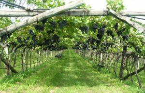 Hoe de pergola-wijnstok te laten groeien?