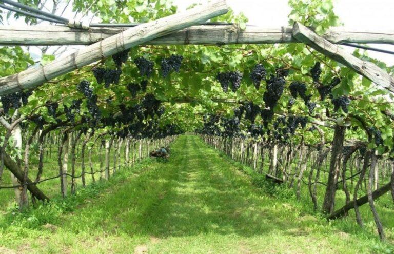 Как вырастить виноградную лозу для перголы