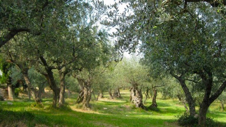 La coltivazione dell'olivo