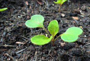 Como semear rúcula no jardim ou em um vaso