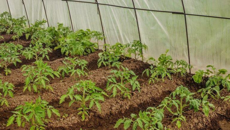 Carane lan kapan kanggo fertilize tomat ing cara biologi