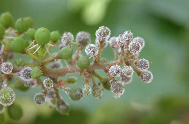 Downy mildew of the vine.  Here are the remedies