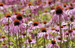 紫锥菊。 红印第安人植物的栽培、特性和用途