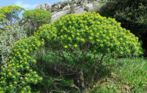 Spurge tas-siġar (Euphorbia dendroides)