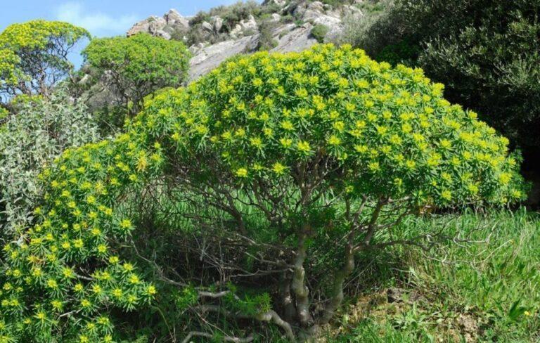 Spurge (Euphorbia dendroides)
