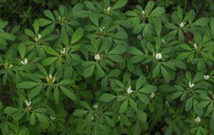 Fenugreek.  Sowing, cultivation and properties