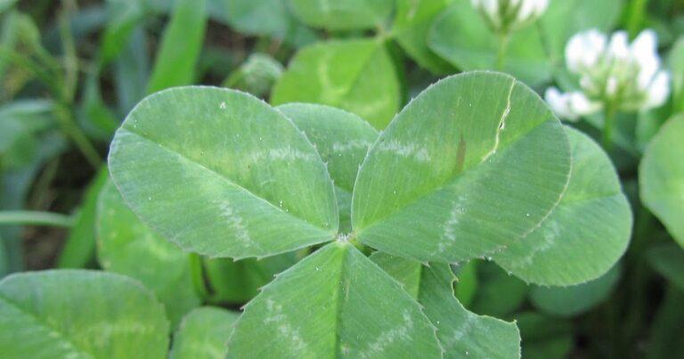 Clover lawn: Sowing and Benefits