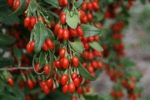 Goji berries. Propriedades e benefícios para a saúde