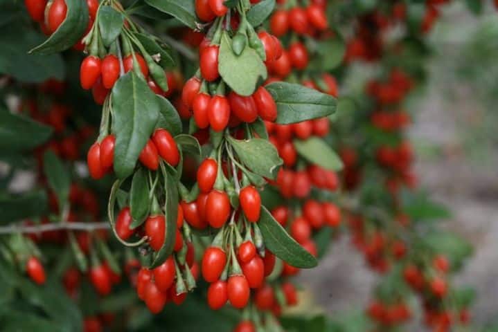 Goji berries.  Properties and health benefits