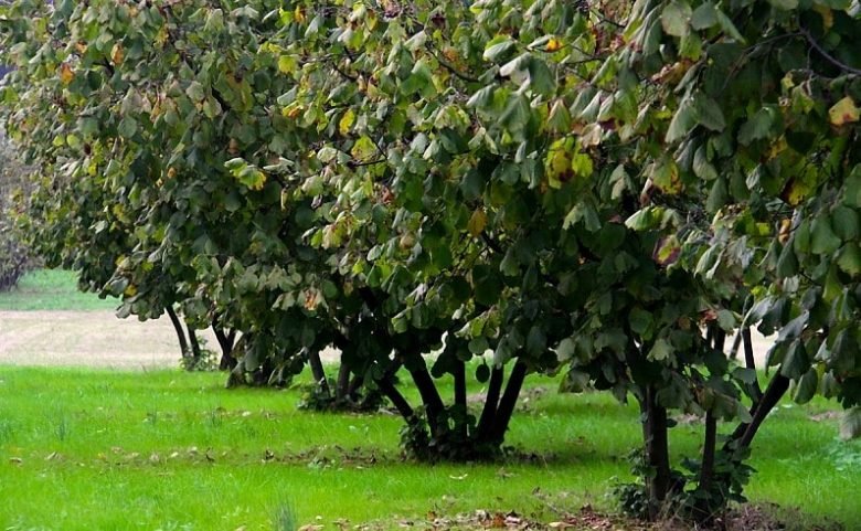 Pruning of the hazelnut tree