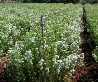 Cultivation of oregano