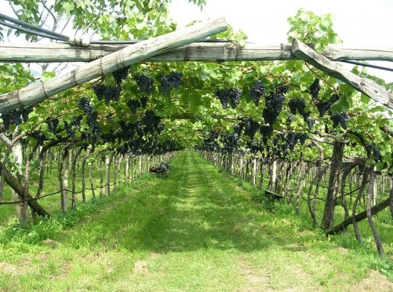 Выращивание пергольной виноградной лозы