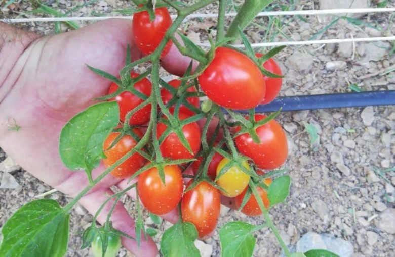 tomates picadilly