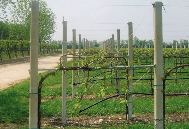 Sylvoz vineyard