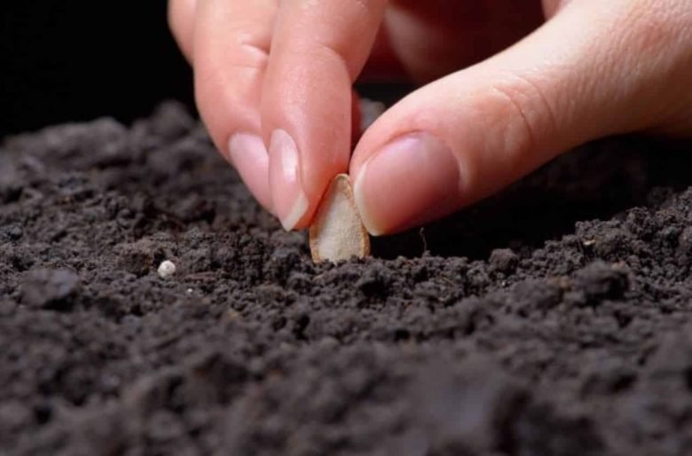 semeando abóbora
