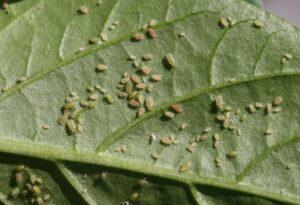 Grüne Pfirsichblattlaus (Myzus persicae). Schaden und biologische Abwehr