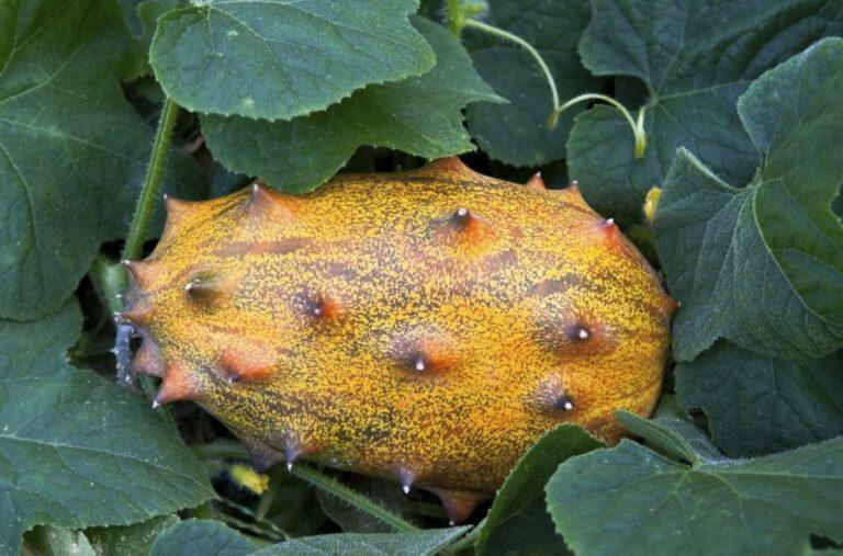 Kiwano (Cucumis metulifer).  Fruit cultivation and properties