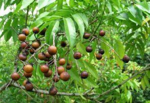 A planta de sabão (Sapindus mukorossi). A árvore de nozes de sabão