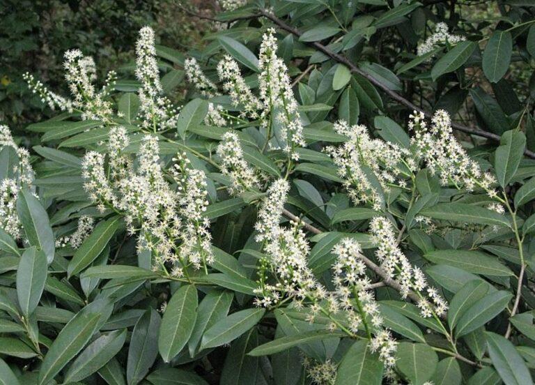Cherry laurel.  Growing in the garden, toxicity and risk of invasiveness
