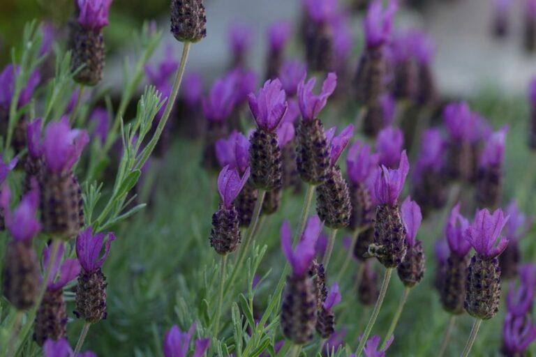 Lavandula stoechas.  Characteristics and cultivation of wild lavender