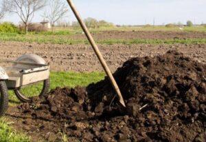 How to choose the manure and fertilize the garden