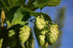 Hops (Humulus lupulus).  Botanical characteristics, collection and uses