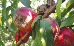 桃树的主要病害。 它们是什么以及如何防止它们