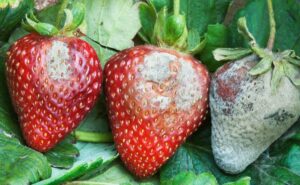 草莓的主要病害。 生物防治