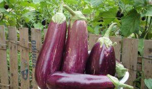 Eggplant (Solanum melongena).  Properties, benefits and cooking secrets
