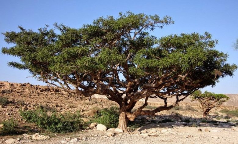 Myrrhenbaum