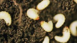 Энтомопатогенные нематоды. Органическая борьба с паразитами растений