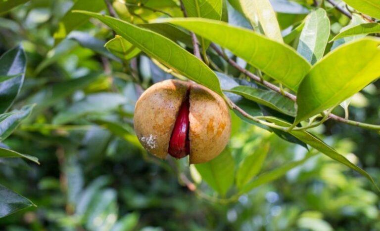 Nutmeg (Myristica fragrans).  Features and uses