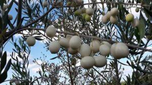 La aceituna blanca o leucolea. El árbol antiguo redescubierto