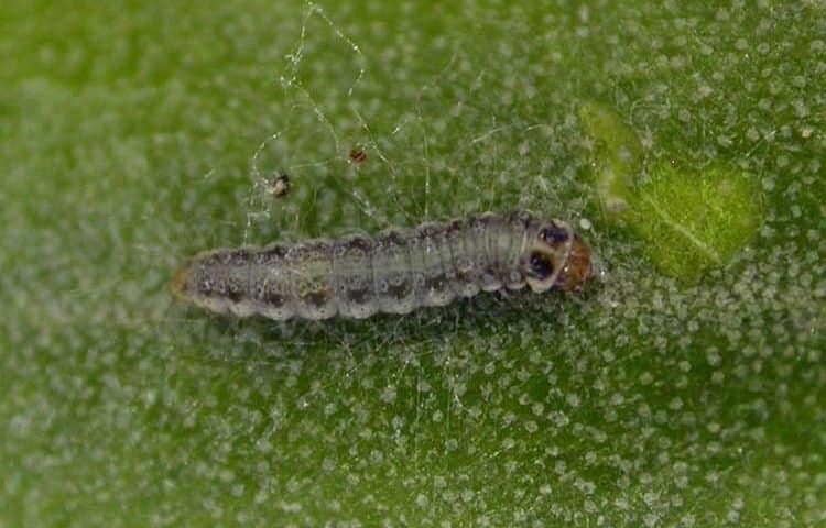 Olive moth larva