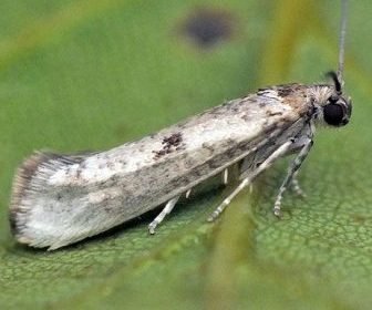 adult olive moth