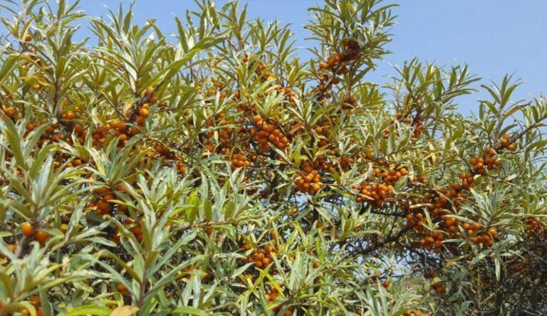 Sea buckthorn (Hippophae rhamnoides).  Cultivation and ownership