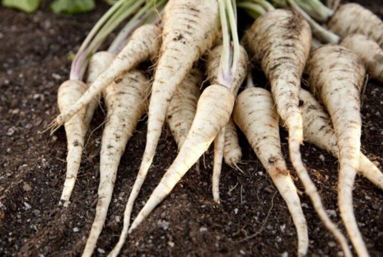 How to grow parsnips in the home garden