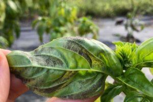 The downy mildew of basil (P. belbahrii).  Damage and agronomic prevention