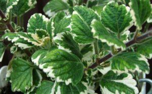 How to grow the frankincense plant (Plectranthus coleoides)